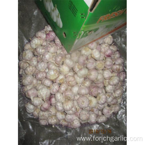 Normal White Garlic Fresh Garlic